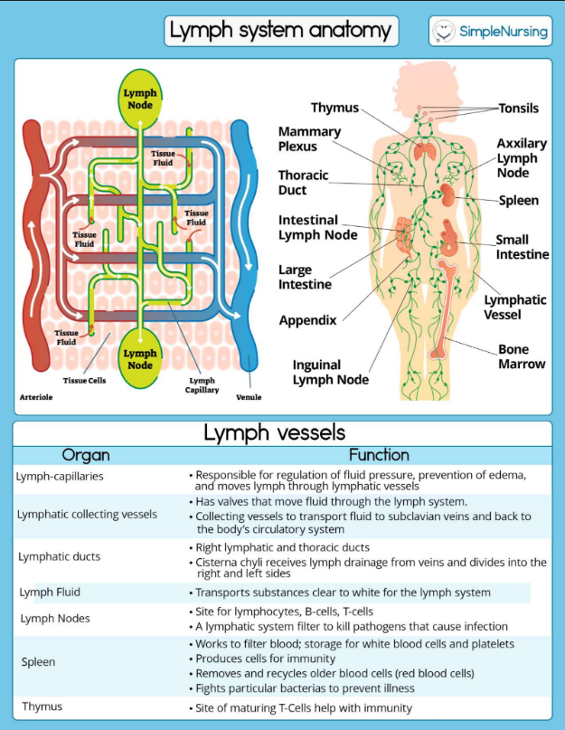 NCLEX High-Yield REVIEW Notes Every Nurse Needs to PASS